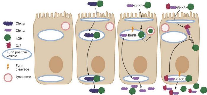Graphical abstract