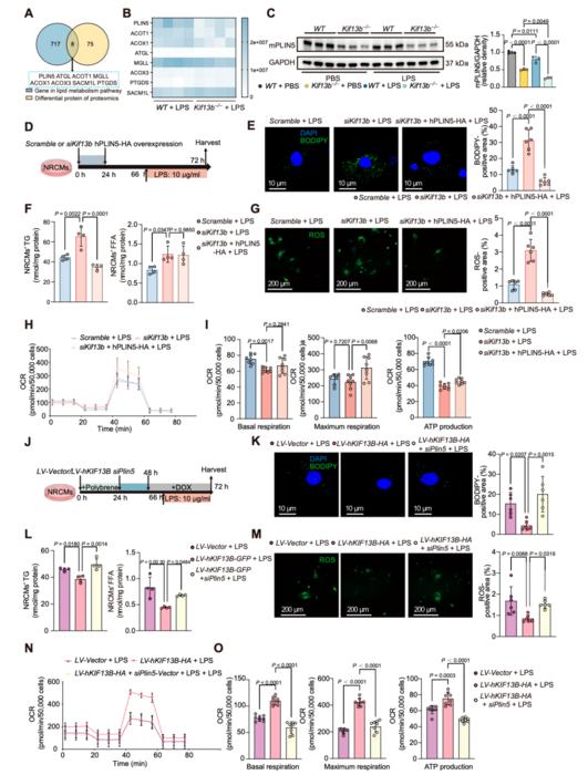 Fig.5. Perilipin 5 (PLIN5) mediates KIF13B-dependent protection from lipotoxicity and mitochondrial dysfunction in sepsis-stressed cardiomyocytes