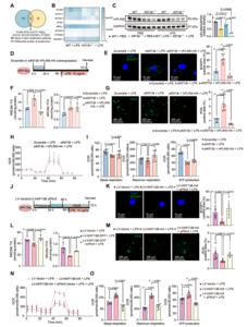 Fig.5. Perilipin 5 (PLIN5) mediates KIF13B-dependent protection from lipotoxicity and mitochondrial dysfunction in sepsis-stressed cardiomyocytes