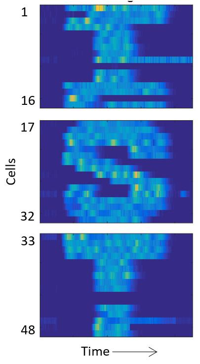 Virtual Reality for Bacteria