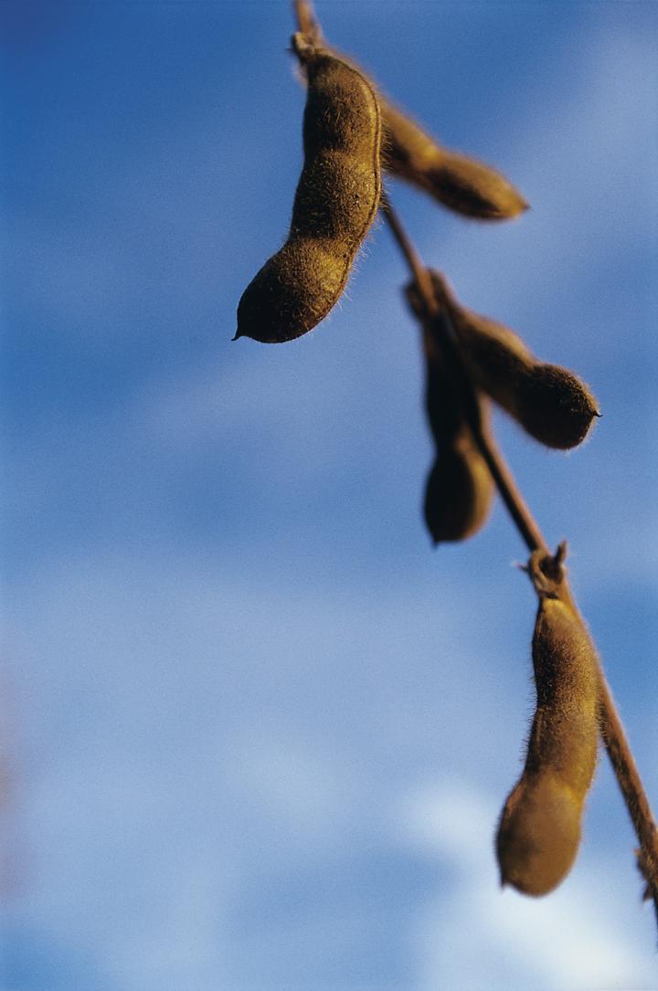 Soybean Pods