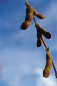 Soybean Pods