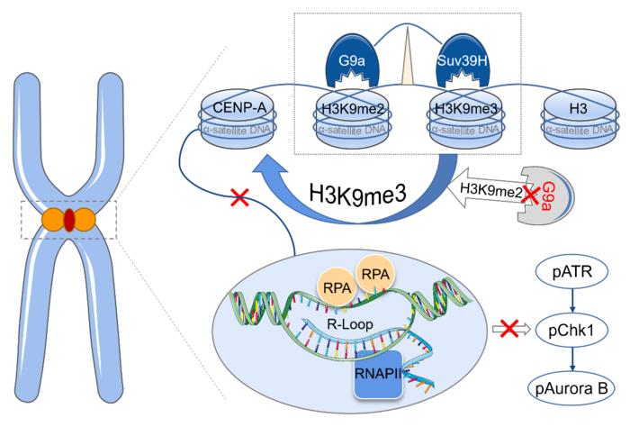 G9a-mediated H3K9me2 protects centromere integrity