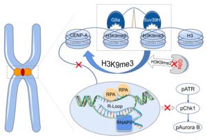 G9a-mediated H3K9me2 protects centromere integrity