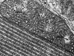 Mitochondrial DNA
