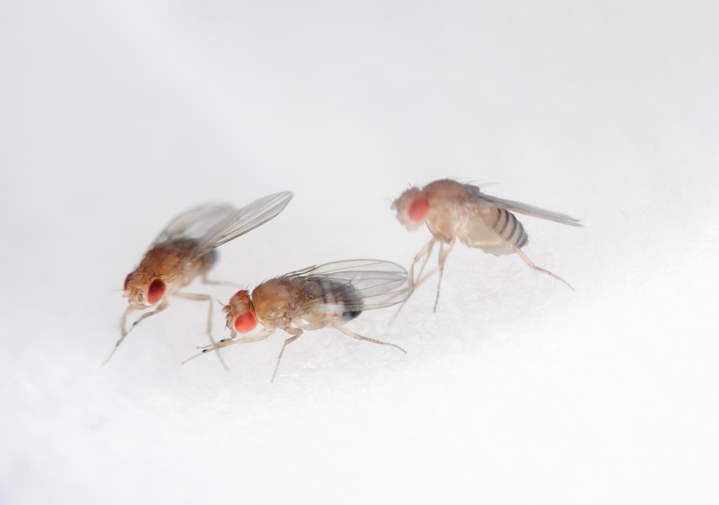 Fruit Fly Closeup