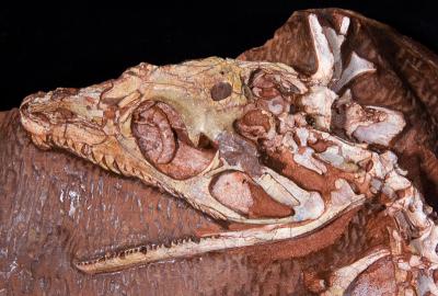 A Partial Skeleton of Aerosaurus