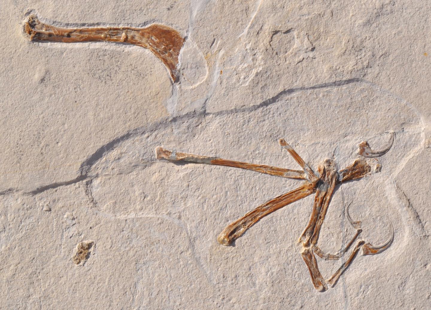 Wing of <i>Alcmonavis poeschli</i>