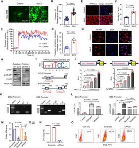 Gal-3 induces the transcription of CCL2 and BSG through NFAT1 dephosphorylation.