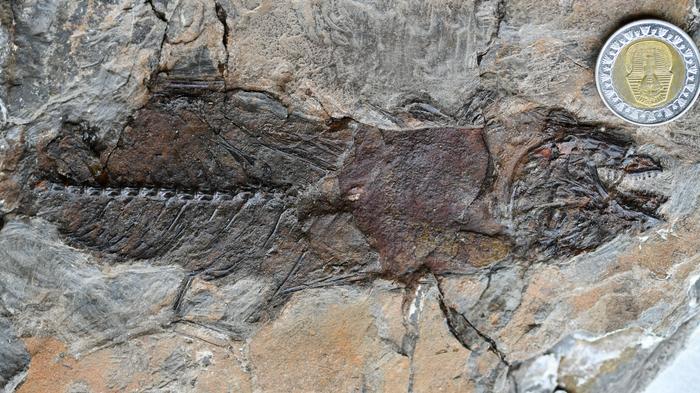 Fish Fossil