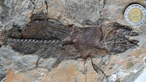 Fish Fossil