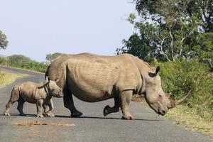 Horned white rhino and calf