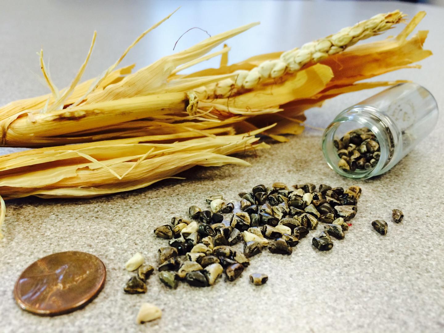 Corn's Ancestor