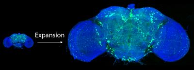 Fruit Fly Brain