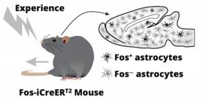 Mapping of FOS positive astrocytes during emotional experiences and recall