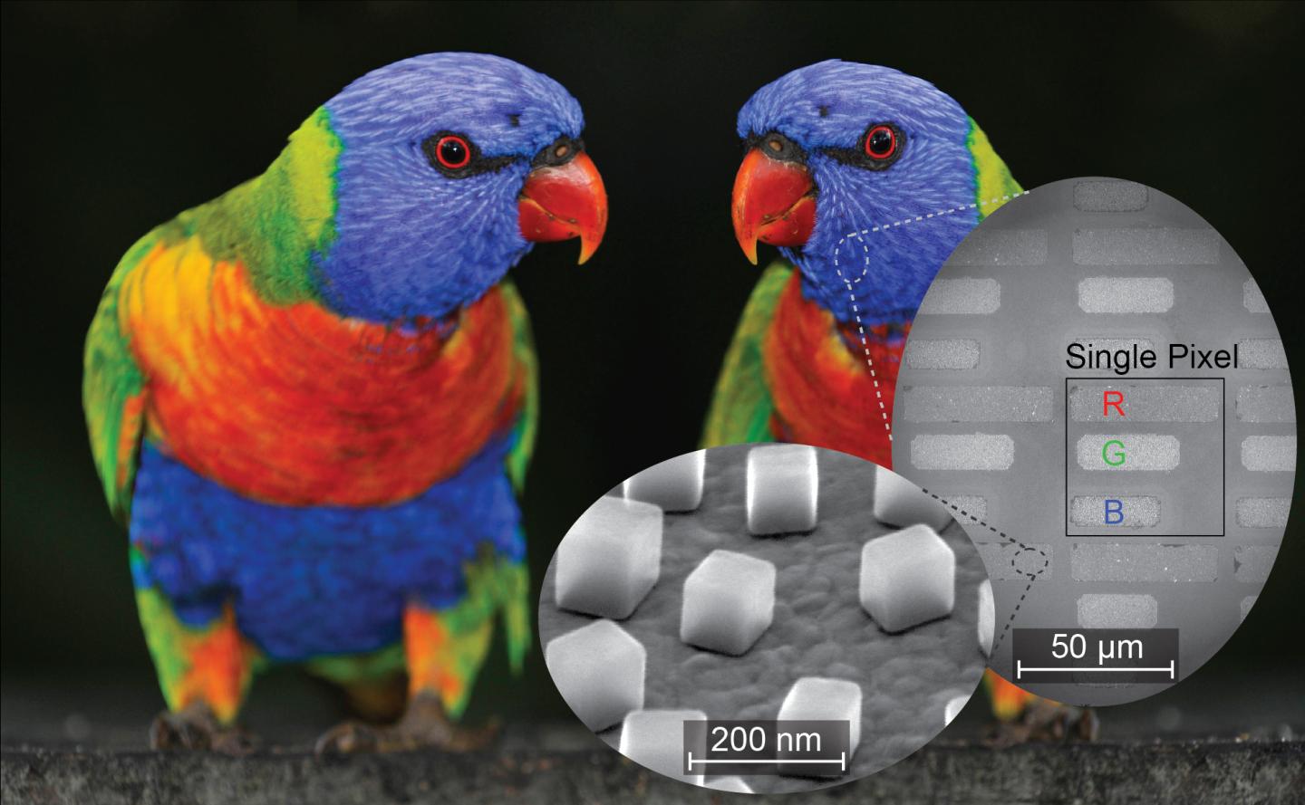 Parrot1