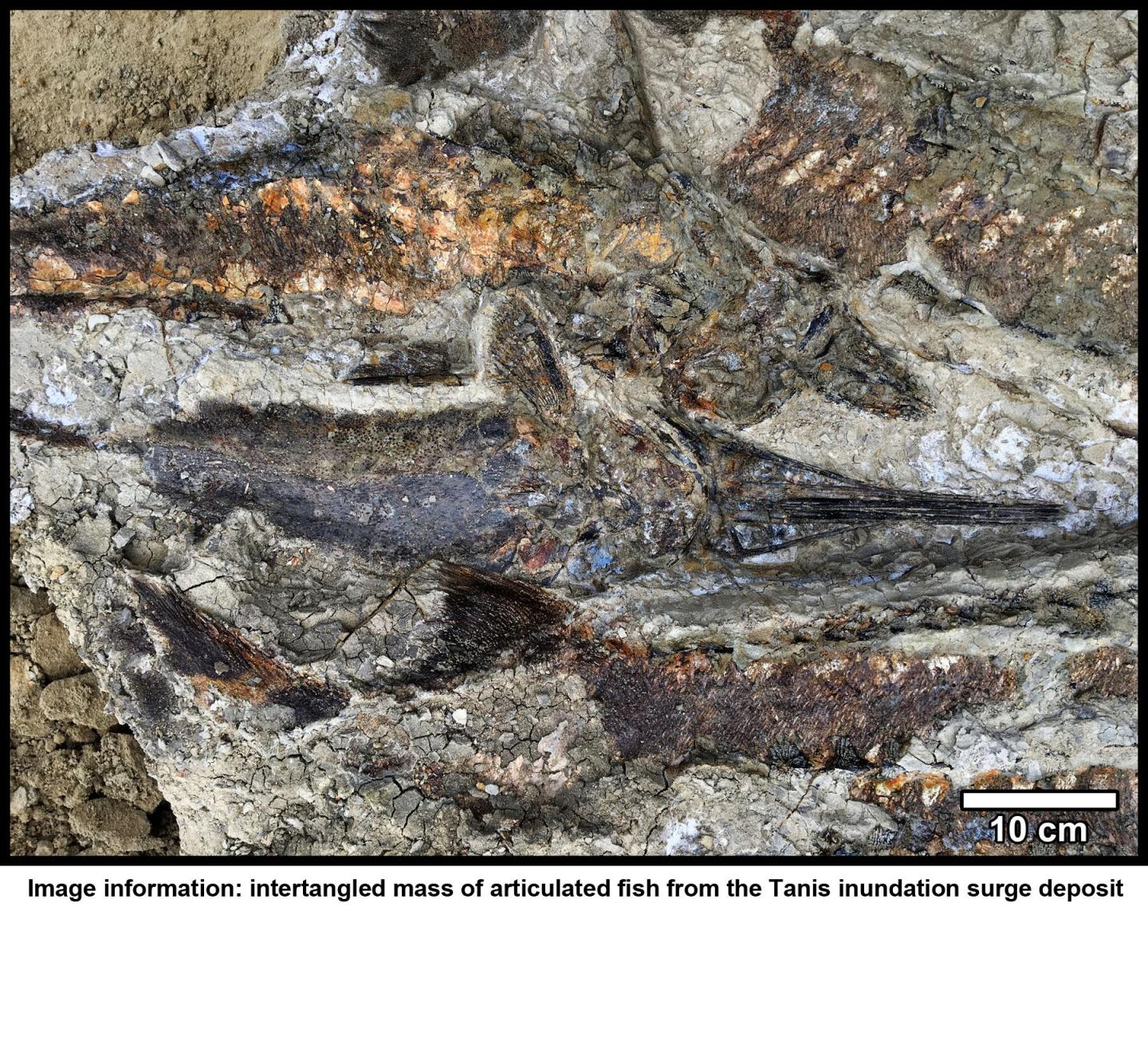 Fossilized Fish