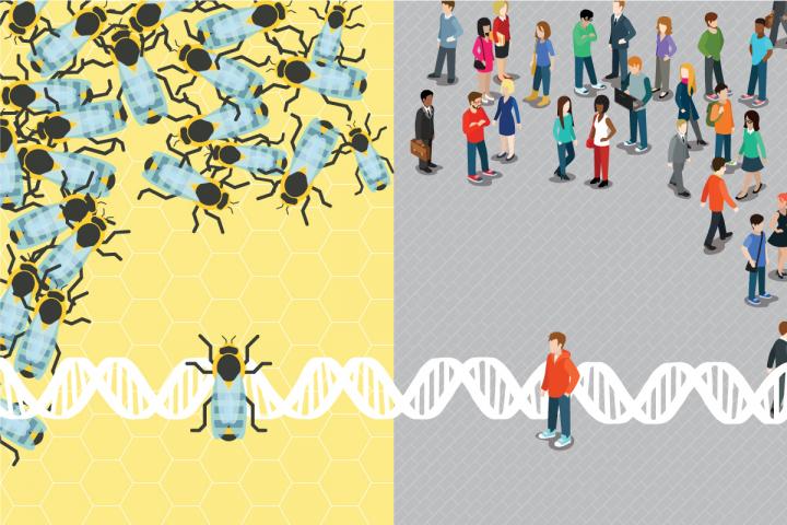 Bees and Humans
