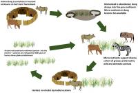 Serengeti Dung Wildlife Graphic