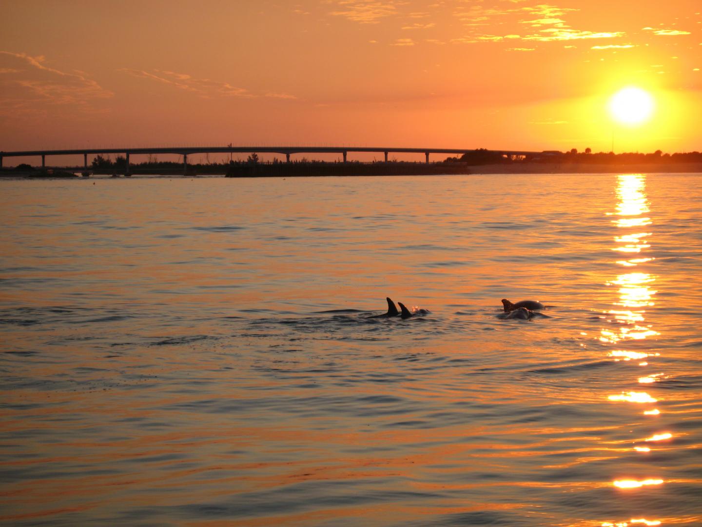 Dolphins at Sunset along the Indian River Lagoon
