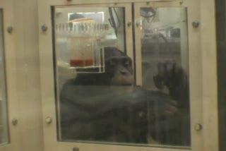 Chimps Sucking Juice through a Straw