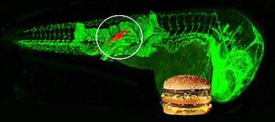 Atherosclerosis Zebrafish