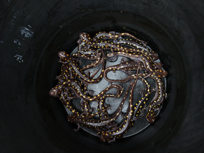 Spotted salamanders