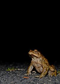 Seven Habits of Highly Effective Toads (1 of 5) | EurekAlert!