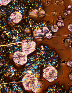 A microscope image from an experiment conducted for this study