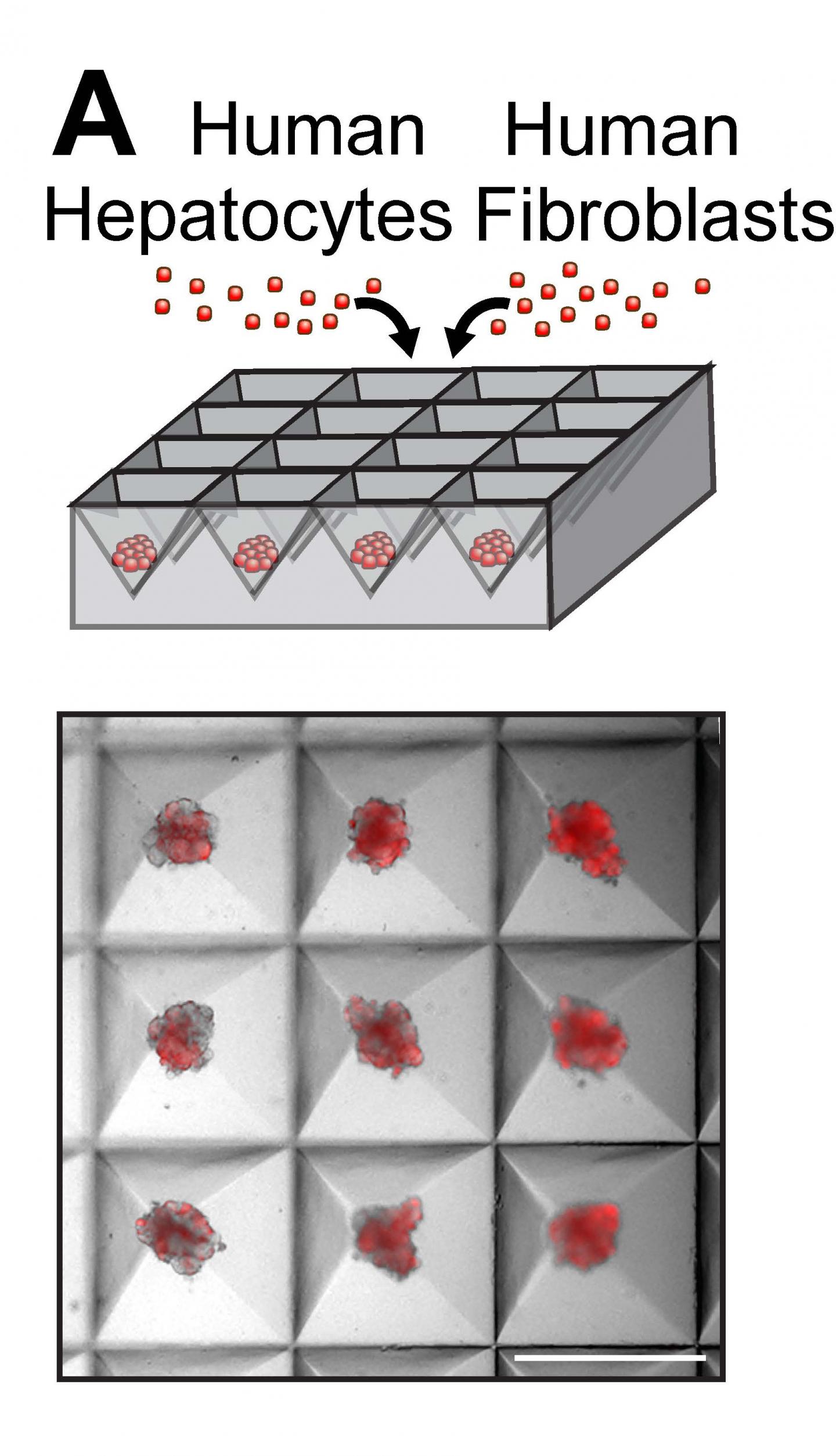 Organ SEEDs Grow New Liver Tissue (1 of 4)