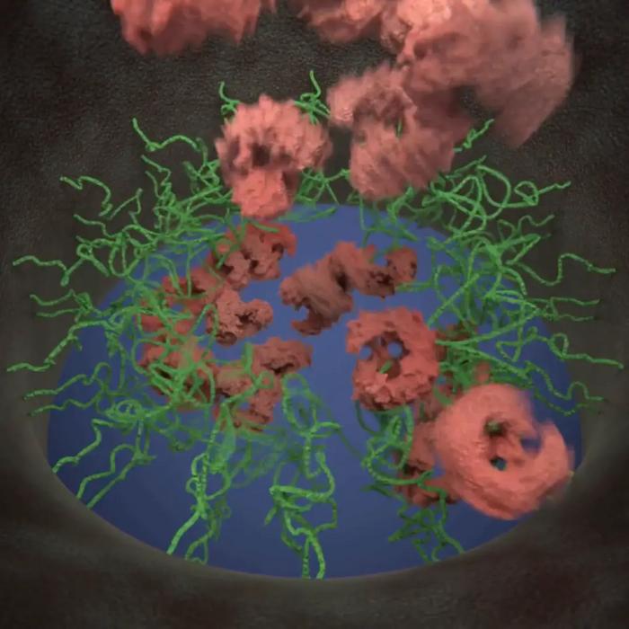 Nuclear pore complex transport barrier