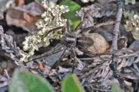 Wolf Spider