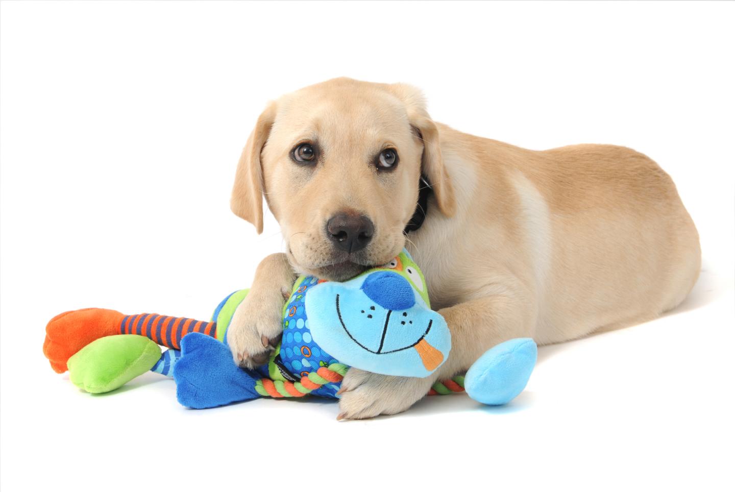 Guide Dogs