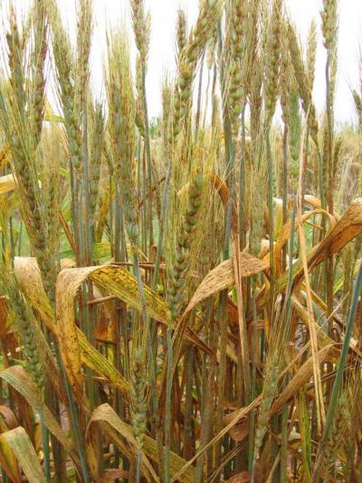 Genetic Tools in the Battle against Stem Rust (2 of 8)