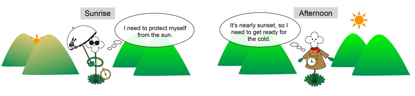 Figure 1. Plants Use Their Circadian Clock to Predict Time-Based Changes in the Environment