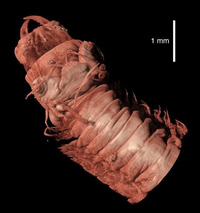 Clam Worm