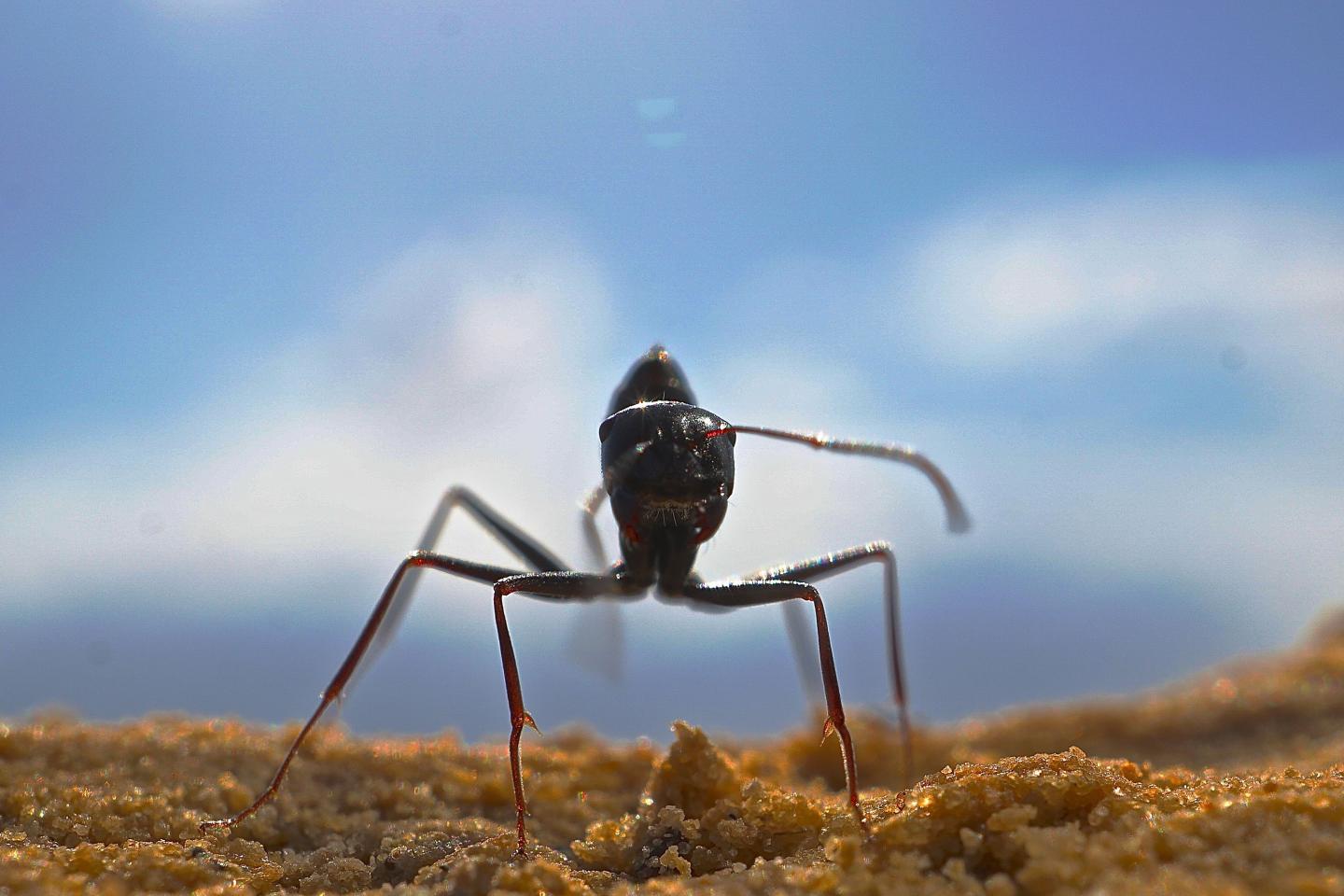 <i>Cataglyphis fortis</i>