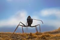 <i>Cataglyphis fortis</i>