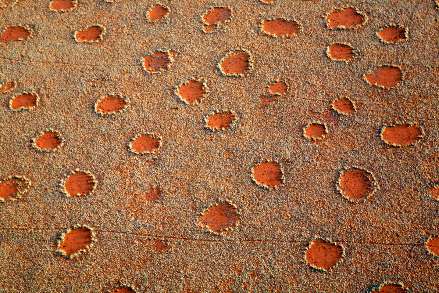 Fairy Circles