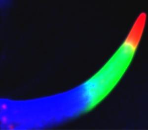 X-ray fluorescence image of the pedipalps (pincer) of a Pandinus imperator scorpion