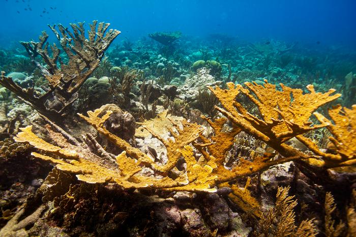 Elkhorn Corals