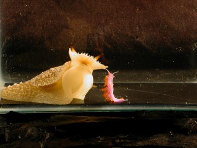 <i>Pleurobranchaea</i> and <i>Flabellina</i>