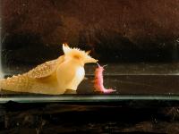 <i>Pleurobranchaea</i> and <i>Flabellina</i>