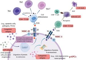 The structure and function of MHC.