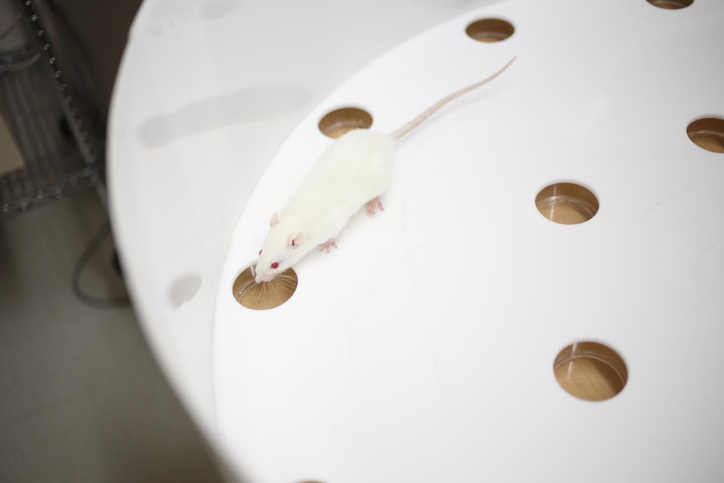 A Rat Performs a Memory Exercise