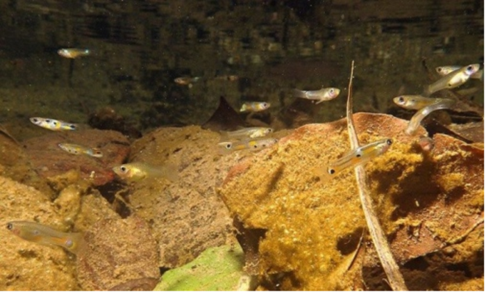 Group of guppies