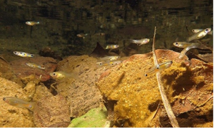 Group of guppies