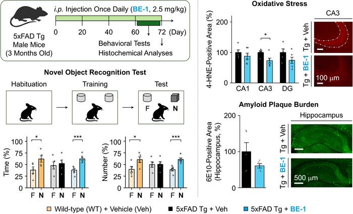 KAIST: Dementia-Causing Substance Turns On a Therapeutic “Switch”