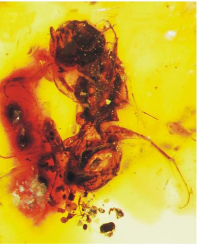 Oldest Bee Fossil is Tiny 1