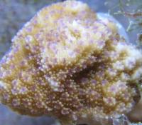 <i>Montipora patula</i>
